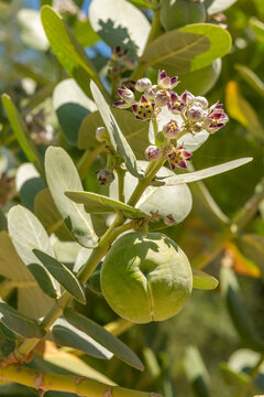 Close up of the fruit and blossoms of the  Sodom apple, Calotropis procera flowering plant found near the Dead Sea in Israel from the milkweed family.
