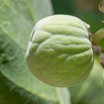 Close up of the fruit of the  Sodom apple, Calotropis procera flowering plant found near the Dead Sea in Israel from the milkweed family.
