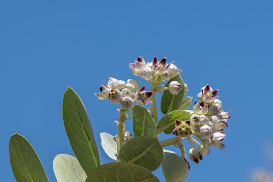 Close up of the blossoms of the Sodom apple, Calotropis procera flowering plant found near the Dead Sea in Israel from the milkweed family.
