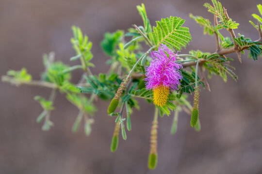  Close up of the yellow and pink flower and leaves of the Sicklebush or Chinese lantern tree scientific name Dichrostachys cinerea.
