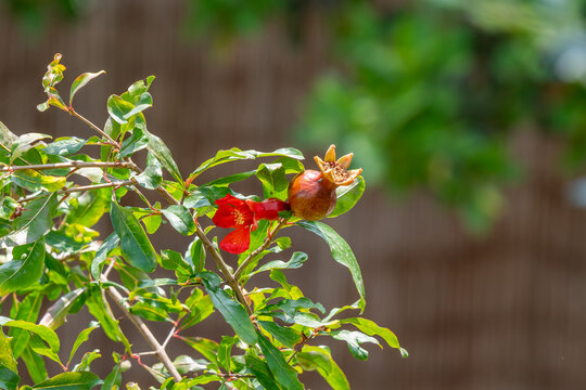 A Pomegranate blossom and young fruit on a branch on a sunny day.
