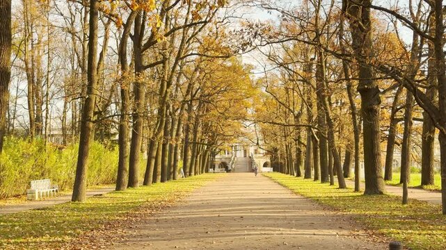 Tall autumn trees line a wide path stretching towards Cameron Gallery in Catherine Park, Pushkin, Russia. Sunlight filters through golden leaves in slow motion, creating a calm and nostalgic feeling.