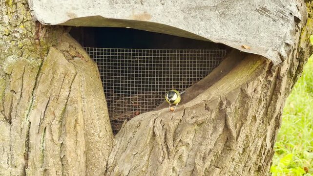 A small bird perches on a tree hollow feeder in Catherine Park, Pushkin, Russia ,slow motion. Soft natural surroundings evoke a cute, peaceful, and joyful emotion.