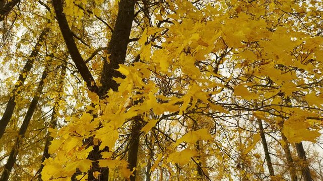 Vibrant yellow maple leaves sway gently on tree branches against the soft sky in slow motion. A magical autumn view in Catherine Park, Pushkin, Russia brings warm peace and tranquil joy.