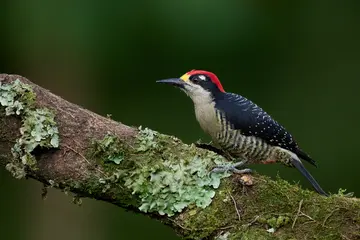 Adult male black-cheeked woodpecker (Melanerpes pucherani) resting on a branch covered with moss and lichens in the tropical rainforest of Costa Rica, Central America © lucaar