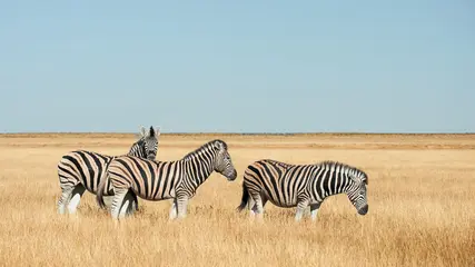 Three plains zebras in golden grassland in Namibia, Africa © lucaar