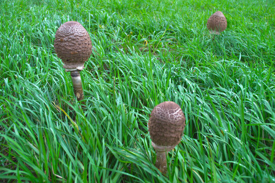Young parasol mushrooms growing in lush green grass with morning dew in an autumn meadow
