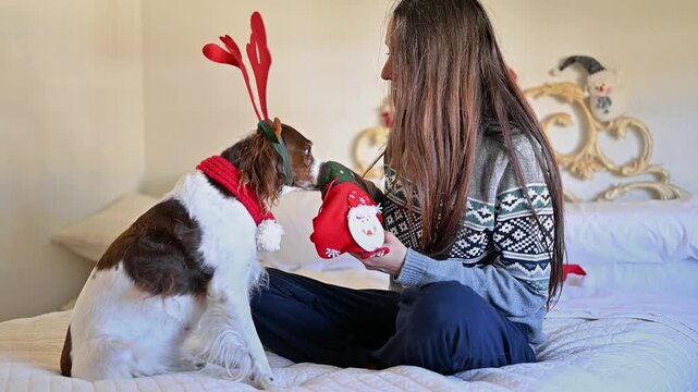 Christmas Treat Time with Woman Surprising Her Springer Spaniel with Festive Dog Snacks, Holiday Pet Pampering, Seasonal Gift Giving, Canine Happiness, Special Moments with Beloved Pets