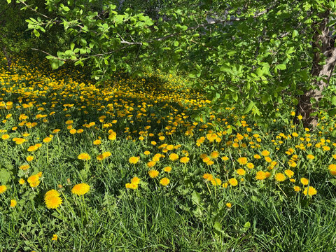 Spring meadow filled with many yellow dandelions