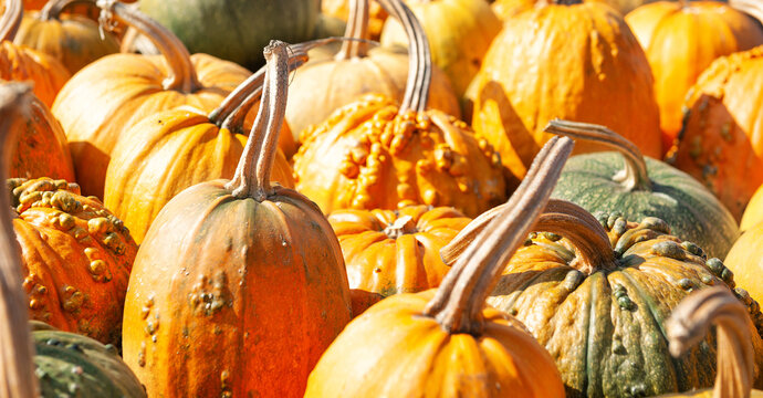 Autumn pumpkin harvest market background. Colorful orange and green squash pile texture