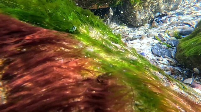 Co-growth of green filamentous algae Cladophora (or Ulva, formerly classified in part as Enteromorpha) and filamentous red algae Polysiphonia, Black Sea.