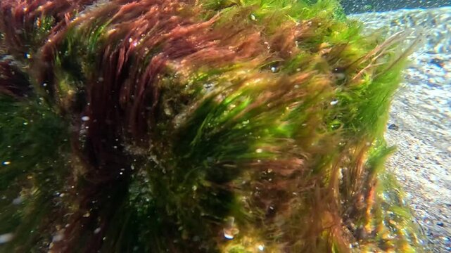 Co-growth of green filamentous algae Cladophora (or Ulva, formerly classified in part as Enteromorpha) and filamentous red algae Polysiphonia, Black Sea.