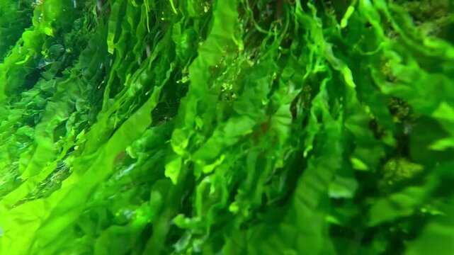 Dense aggregations of coastal green algae of the genus Ulva (formerly classified under the genus Enteromorpha), filamentous Cladophora, and Ceramium cover a rocky substrate in the Black Sea