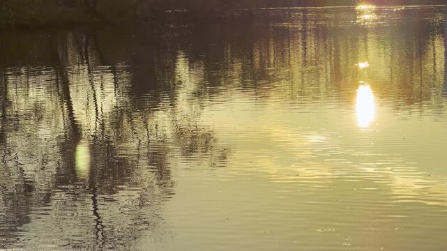 Golden sunbeams glisten over gentle ripples on the Great Pond in Catherine Park, Pushkin, Russia. The shimmering reflections create peaceful, soothing emotions.