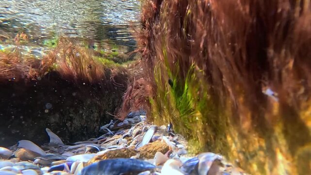 The underwater landscape of the shallow Black Sea is characterized by rocky substrates densely colonized by red algae (Rhodophyta) and bright green filamentous algae of the genus Ulva.