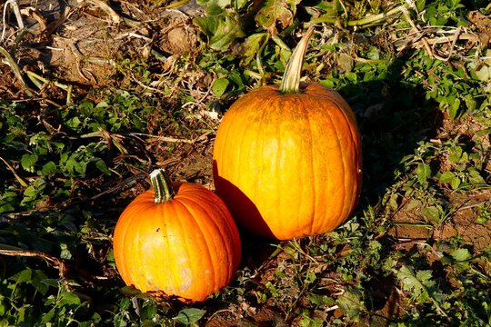 Two pumpkins in the pumpkin patch