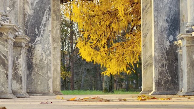 Marble columns frame golden autumn leaves in Catherine Park, Pushkin, Russia, in slow motion. Scattered foliage on the ground inspires peaceful, nostalgic feelings.