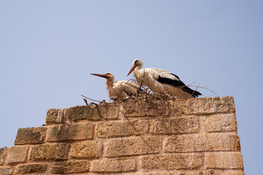 Pair of White Storks Nesting on Ancient Historic Stone Wall Ruins