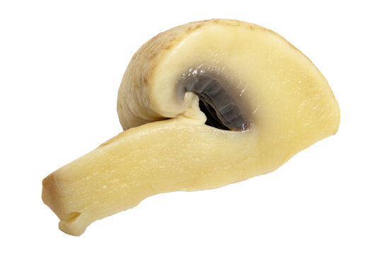 Champignon mushroom slice showing internal cap structure, stem, and dark gills