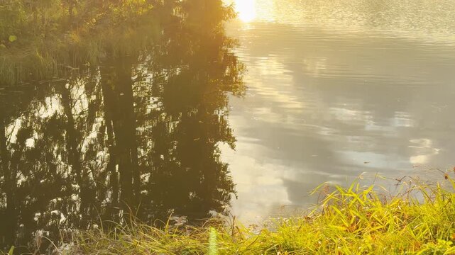 Golden sunlight reflects on the tranquil Great Pond in Catherine Park, Pushkin, Russia, in slow motion. Bright grass along the shore creates peaceful, heartwarming feelings.