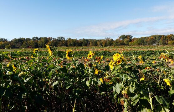 Fields of sunflowers and pumpkins in fall