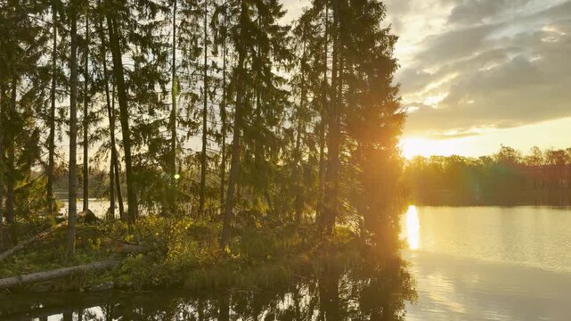 Golden sunlight shines through tall pine trees along the lake shore. A calm slow motion view in Catherine Park, Pushkin, Russia inspires warm peace and serenity.