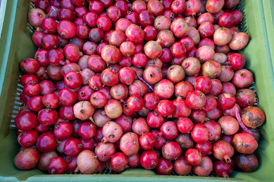 Fresh red pomegranates piled in a green plastic crate at a market stall in Campo de' Fiori, Rome