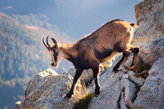 Eine Gemse klettert auf einem Felsen herum
