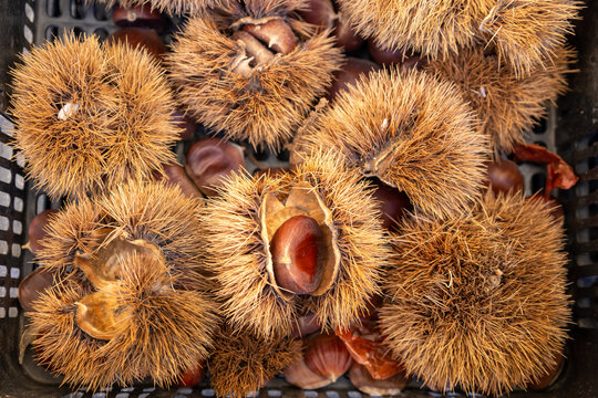 Top view of fresh chestnuts in spiky burrs in a plastic crate at a market in Rome, Italy