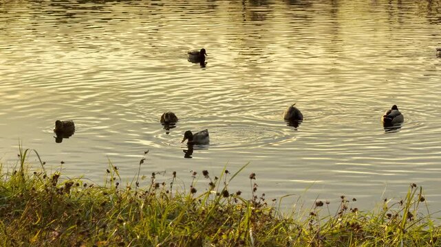 Mallard ducks swim on golden water near the shore of the Great Pond in Catherine Park, Pushkin, Russia, in slow motion. The calm ripples create peaceful, joyful feelings.