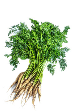 Bunch of Carrots With Green Tops