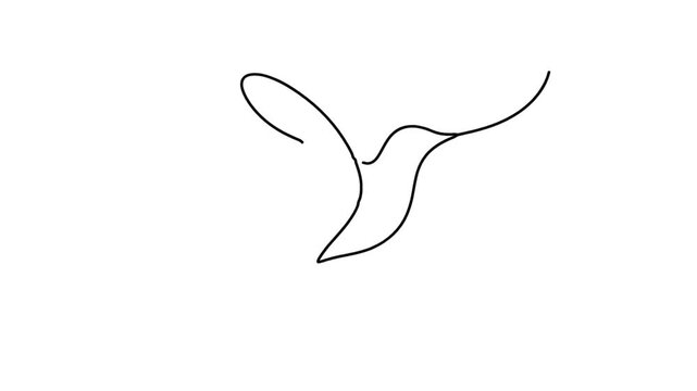 Hummingbird line drawing animation, minimalist bird outline drawing itself on white background, motion graphics for logo reveal, intro, social media, presentation and video overlay.