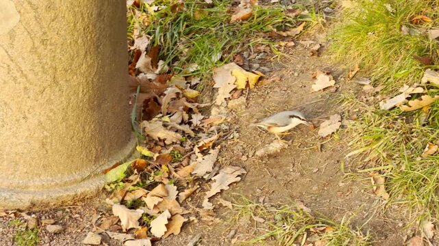 A small nuthatch hops gently across the grass near autumn leaves. A peaceful slow motion view in Catherine Park, Pushkin, Russia inspires sweet delight and calm curiosity.