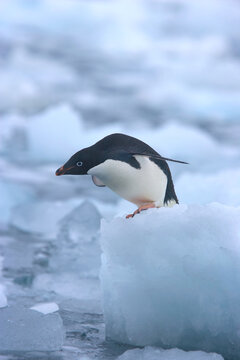 Adelie penguin on an iceberg near Antarctica