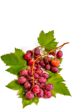 Red Grapes on Vine With Leaves