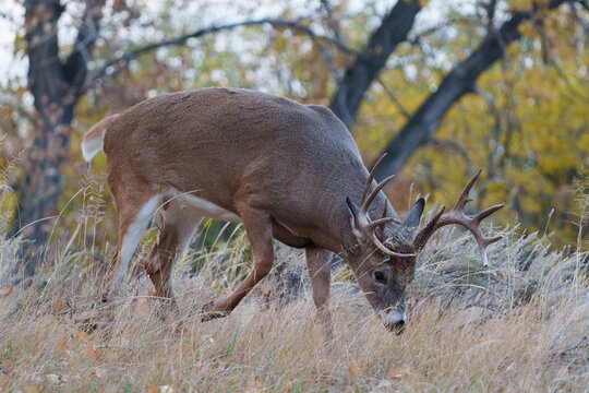 Colorado Wildlife. Wild Deer on the High Plains of Colorado. White-tailed buck during the rut.