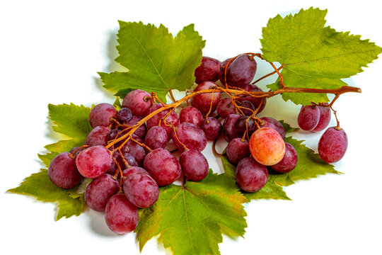 Red Grapes With Vine Leaves