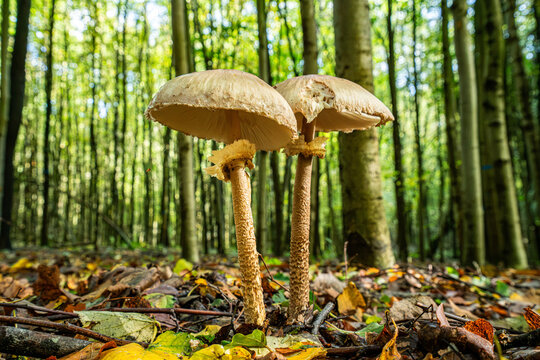 Two tall parasol mushrooms with open caps in a forest, Belgium