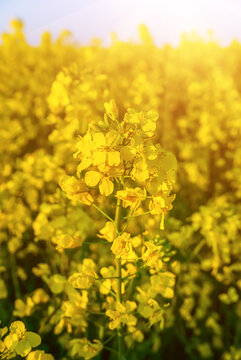 Rapeseed spring flowers