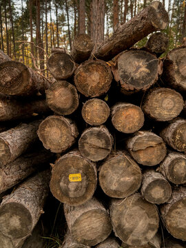 troncos de arboles para madera