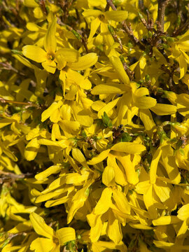 Forsythia suspensa Weeping forsythia yellow spring flowers.