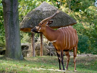Bongo (antelope) © Hana