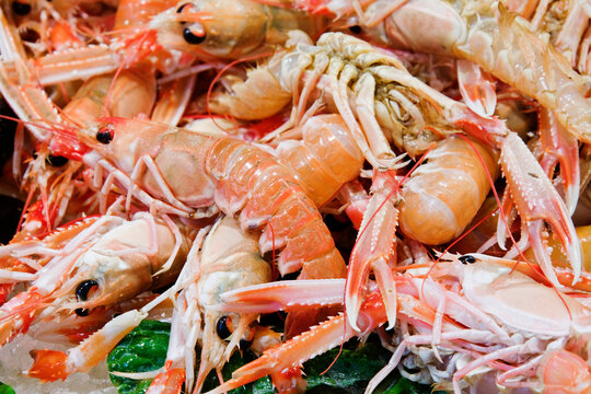 Fresh seafood with langoustine and scampi market