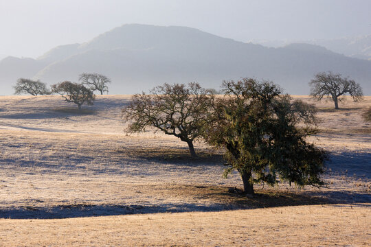 Oak trees in dry field valley