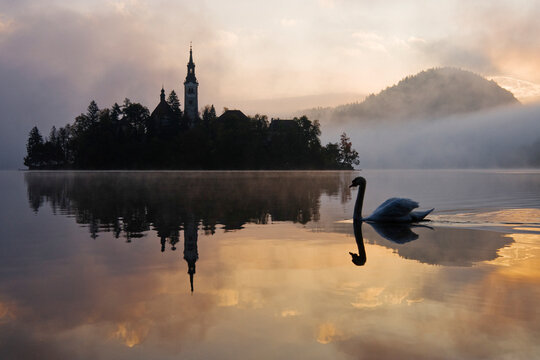 Swan near church of assumption on lake bled island at sunrise