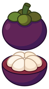 Whole mangosteen fruit and a halved section showing white segments, tropical purple fruit illustration, isolated on white background