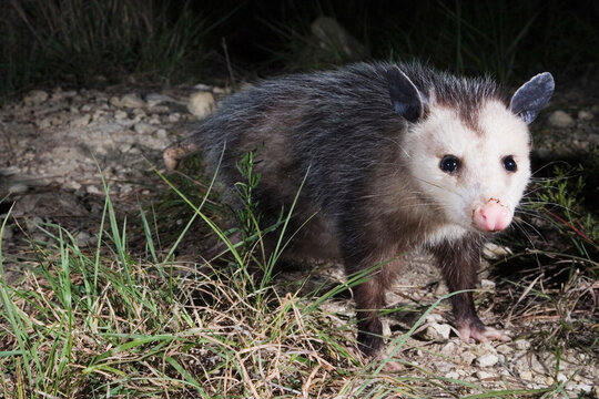 Possum on rocky ground in Texas, USA