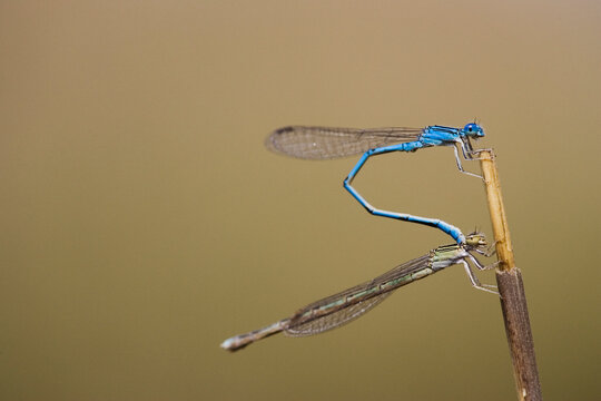 Mating damselflies perched on stick
