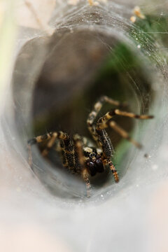 Funnel web spider inside tunnel web in Texas