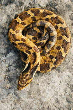 Coiled hognosed snake on textured ground